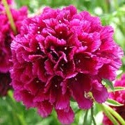 Scabiosa 'Plum Pudding' (Dessert Series) (06/03/2014)  added by Shoot)