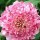 Scabiosa 'Rhubarb Crumble' (Dessert Series) (06/03/2014)  added by Shoot)