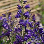 Penstemon 'Delfts Blue Riding Hood' (Riding Hood Series) (06/03/2014)  added by Shoot)