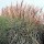 Miscanthus sinensis 'Goliath' (06/03/2014)  added by Shoot)