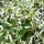 Euphorbia hypericifolia 'Diamond Frost' (06/03/2014)  added by Shoot)