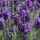 Lavandula angustifolia 'Thumbelina Leigh' (10/03/2014)  added by Shoot)