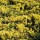 Juniperus horizontalis 'Golden Carpet'  (10/03/2014)  added by Shoot)