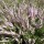 Calluna vulgaris 'Reini' (10/03/2014)  added by Shoot)