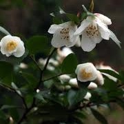 Camellia transnokoensis 