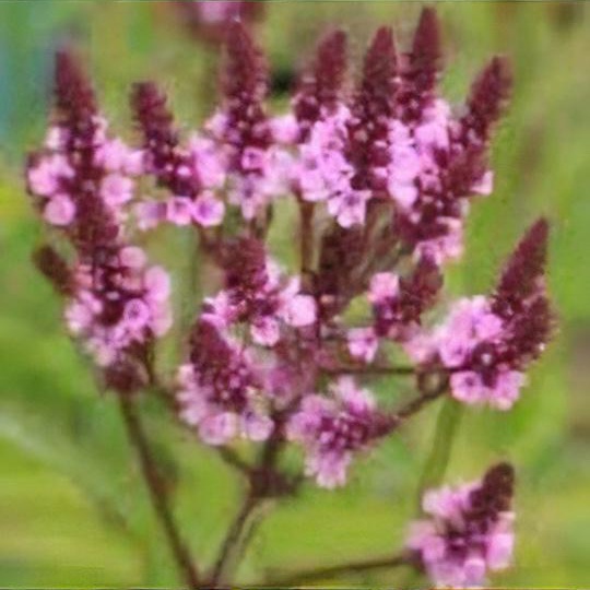 Verbena hastata f. rosea
