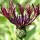 Centaurea 'Jordy' (10/03/2014)  added by Shoot)