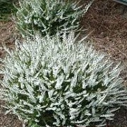 Calluna vulgaris 'White Lawn'