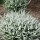 Calluna vulgaris 'White Lawn' (30/04/2014)  added by Shoot)