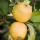 Malus domestica 'Pitmaston Pine Apple' (12/03/2014)  added by Shoot)