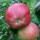 Malus domestica 'Tom Putt'  (12/03/2014)  added by Shoot)