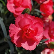 Dianthus 'Rosebud' (Early Bird Series)