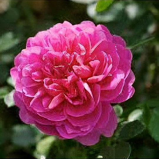 Rosa 'Princess Anne'