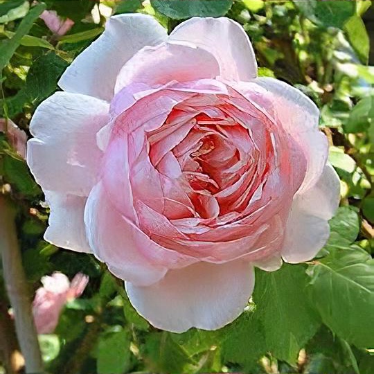 Rosa 'Saint Ethelburga'