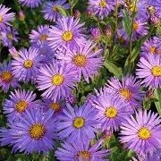 Aster amellus 'Mira' (30/04/2014)  added by Shoot)