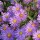Aster amellus 'Mira' (30/04/2014)  added by Shoot)