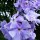 Phlox paniculata 'Ending Blue' (07/05/2014)  added by Shoot)