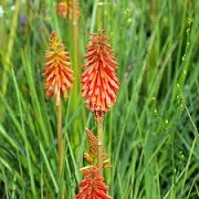 Kniphofia 'Royal Castle' (07/05/2014)  added by Shoot)