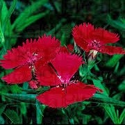Dianthus deltoides red-flowered (07/05/2014)  added by Shoot)