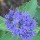 Caryopteris x clandonensis 'Grand Bleu' (14/05/2014)  added by Shoot)