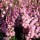 Calluna vulgaris 'Peter Sparkes' (14/05/2014)  added by Shoot)