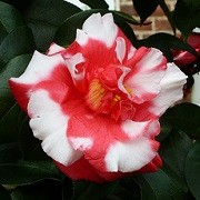 Camellia japonica 'Mikenjaku' (14/05/2014)  added by Shoot)