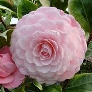 Camellia japonica 'Kerguelen' (14/05/2014)  added by Shoot)