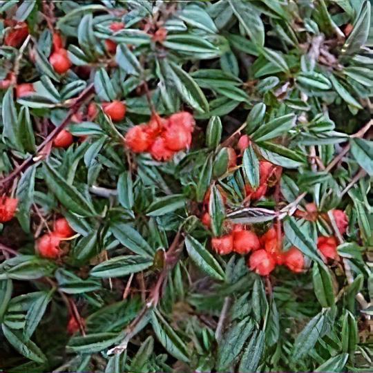 Cotoneaster salicifolius 'Gnom'