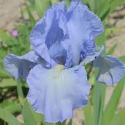 Iris 'Bel Azur'