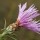 Centaurea pannonica (21/05/2014)  added by Shoot)