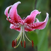 Lilium speciosum var. rubrum