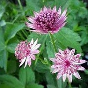 Astrantia major 'Florence' (21/05/2014)  added by Shoot)