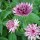 Astrantia major 'Florence' (21/05/2014)  added by Shoot)
