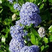 Ceanothus 'Victoria' (24/05/2014)  added by Shoot)