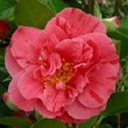 Camellia japonica 'Strawberry Parfait'