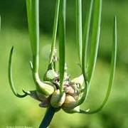 Allium cepa Proliferum Group