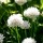 Allium schoenoprasum 'Corsican White' (24/05/2014)  added by Shoot)