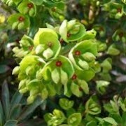 Euphorbia x martinii 'Kolibri' (27/05/2014)  added by Shoot)