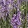 Lavandula angustifolia 'Dwarf Blue' (27/05/2014)  added by Shoot)