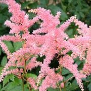 Astilbe 'Beauty of Lisse' (x arendsii)
