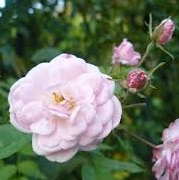 Rosa 'Belle Vichyssoise'