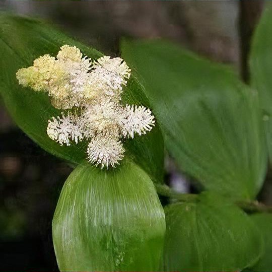 Maianthemum racemosum subsp. amplexicaule 'Emily Moody'