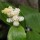 Maianthemum racemosum subsp. amplexicaule 'Emily Moody' (05/06/2014)  added by Shoot)