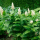 Maianthemum racemosum subsp. amplexicaule 'Emily Moody' (False spikenard 'Emily Moody') Added by Nicola