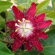 Passiflora 'Lady Margaret' (05/06/2014)  added by Shoot)