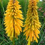 Kniphofia 'Drummore Apricot' (05/06/2014)  added by Shoot)