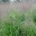 Eragrostis trichodes (05/06/2014)  added by Shoot)