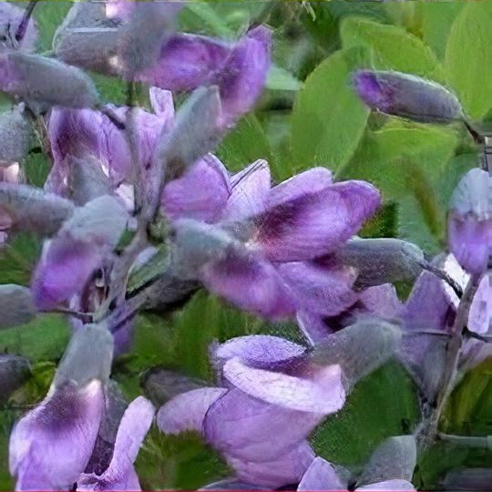 Baptisia 'Purple Smoke'