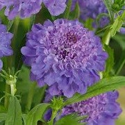 Scabiosa 'Blue Jeans' (09/06/2014)  added by Shoot)