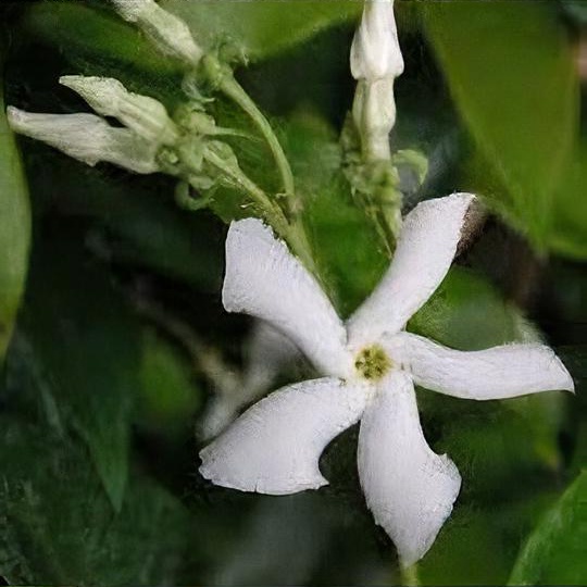 Trachelospermum jasminoides 'Waterwheel'